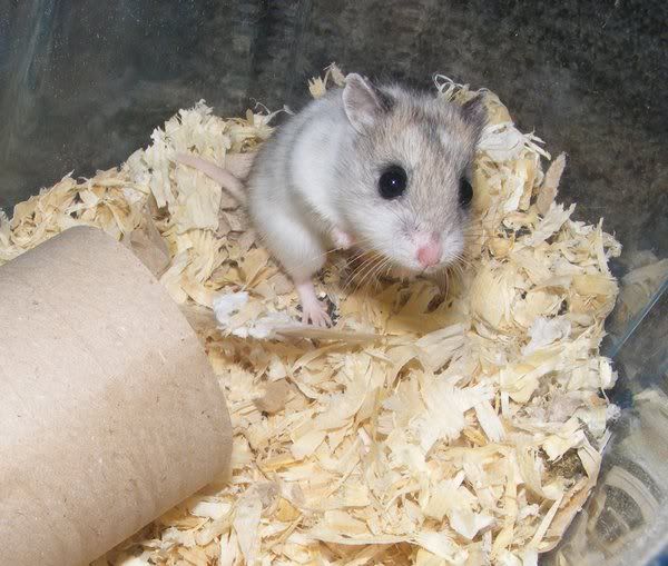 Post photos of your rodents here! Midjan