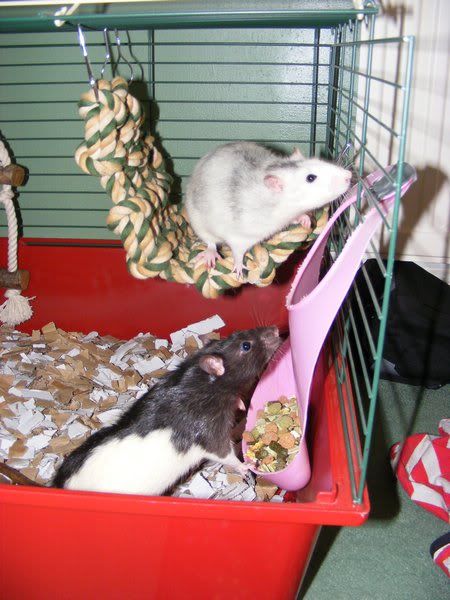 Post photos of your rodents here! Play12