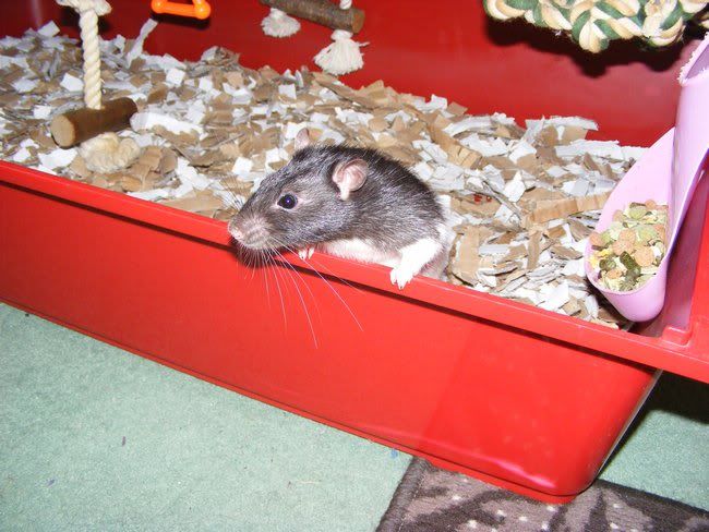 Post photos of your rodents here! Play14-1