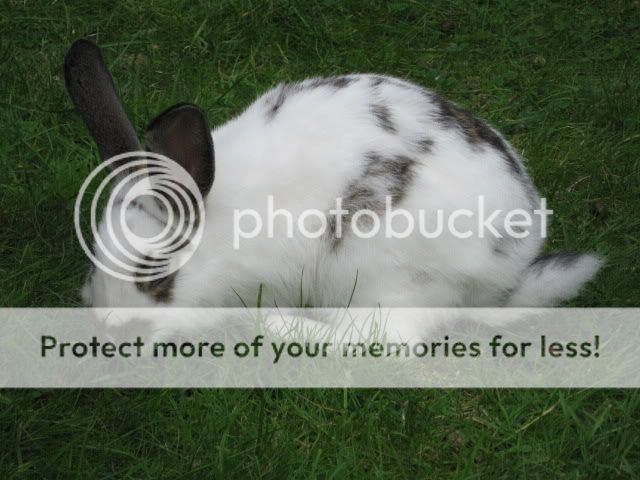 Our Foster Buns Spend Time On The Grass Today - Pics IMG_1435