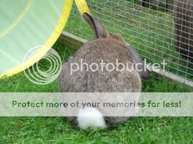 Our Foster Buns Spend Time On The Grass Today - Pics IMG_1468