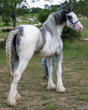 Shire-najveći konji Bella34View