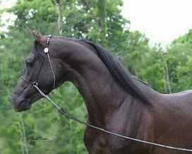 Arapski konji (arabian horses) Chyzaon-11