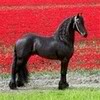 Frizijski konj, frizijac Friesianhorse18