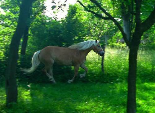 My Horse Garda Gardatri