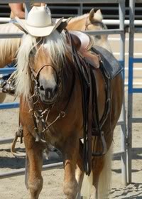 **Haflinger Haflinger2