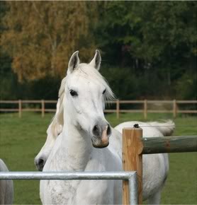 Arapski konji (arabian horses) Pqb9kYJ-10188b3b4d0100f312384699c52