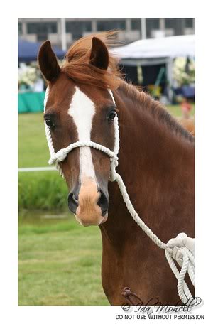 Velki Poni WelshPony1