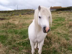 Velki Poni Welsh_Pony_by_NellAnne-1