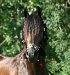 Arapski konji (arabian horses) Bu2