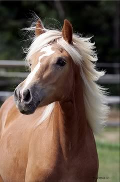 Haflinger Fdagdf