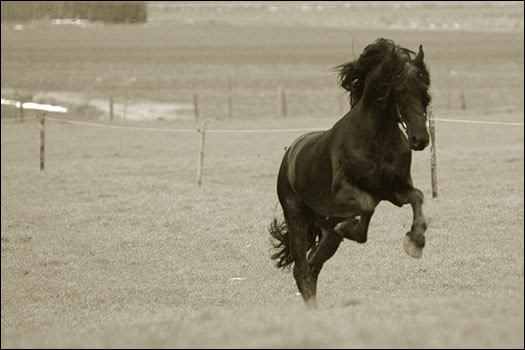 Frizijski konji Galop-1