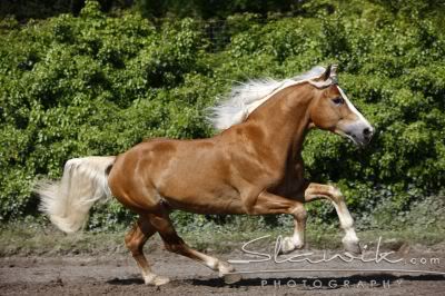 **Haflinger Haflinger-1