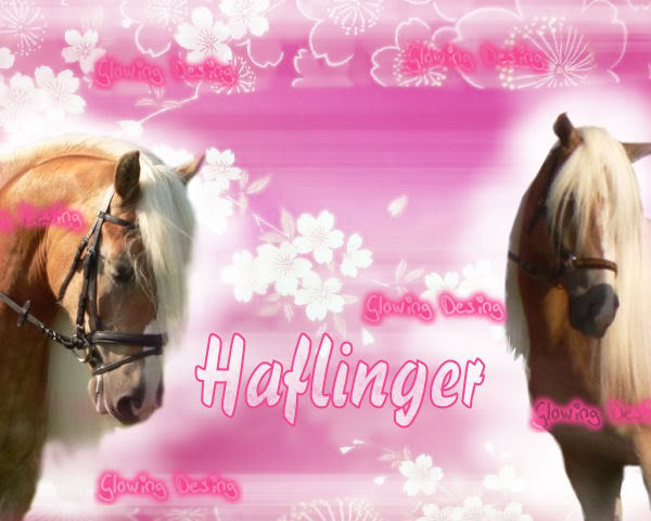 HAFLINGER<3... Haflinger-2