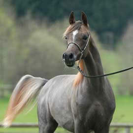 Arapski konji (arabian horses) Lamana