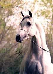 Arapski konji (arabian horses) Markygigi1