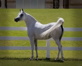Arapski konji (arabian horses) Mmecca