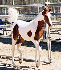 Arapski konji (arabian horses) Phantomw