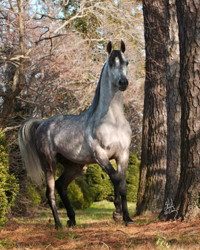 Arapski konji (arabian horses) Post-212-1182699566_thumb