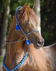 Arapski konji (arabian horses) Rajahim_main