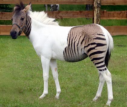 Igra ILI ILI Zebroid