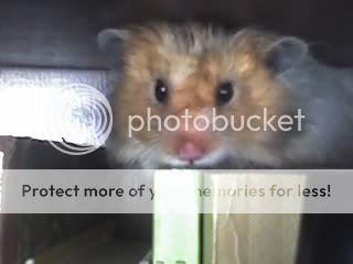 hamsteri 1171458458_23-12-06_1424