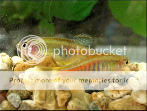 pesti Aquarium_fish