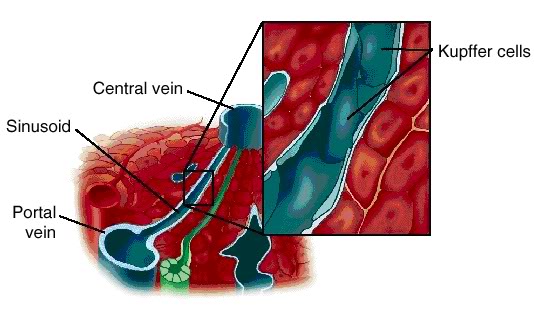 Tế bào Kuffer và quan hệ lâm sàng  11