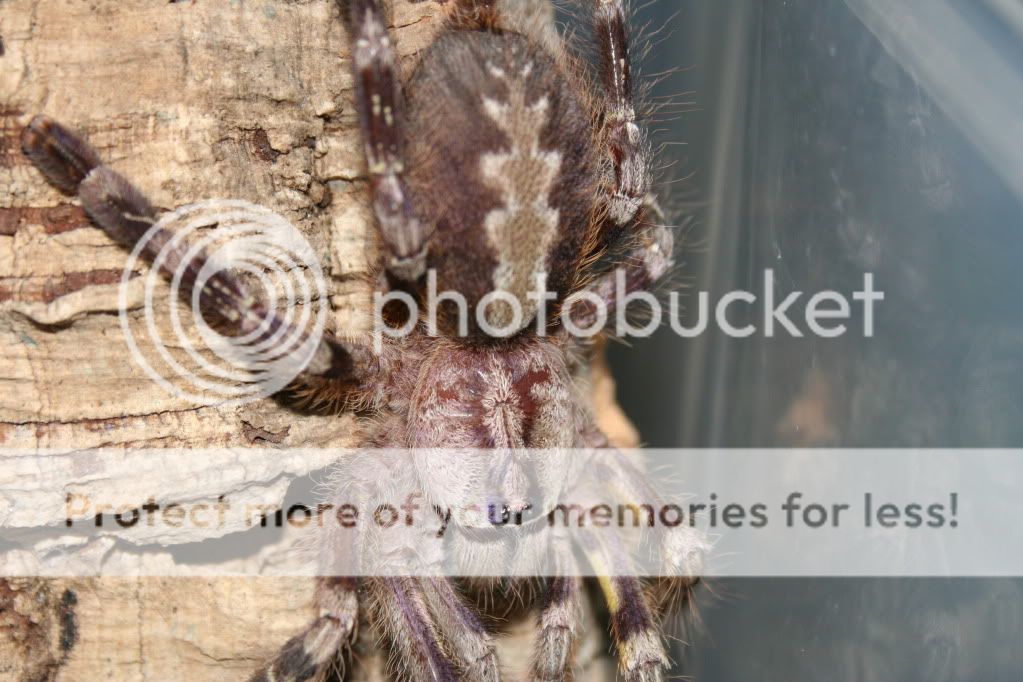 Some Pics Of My SA/F Poecilotheria Fasciata 002-12