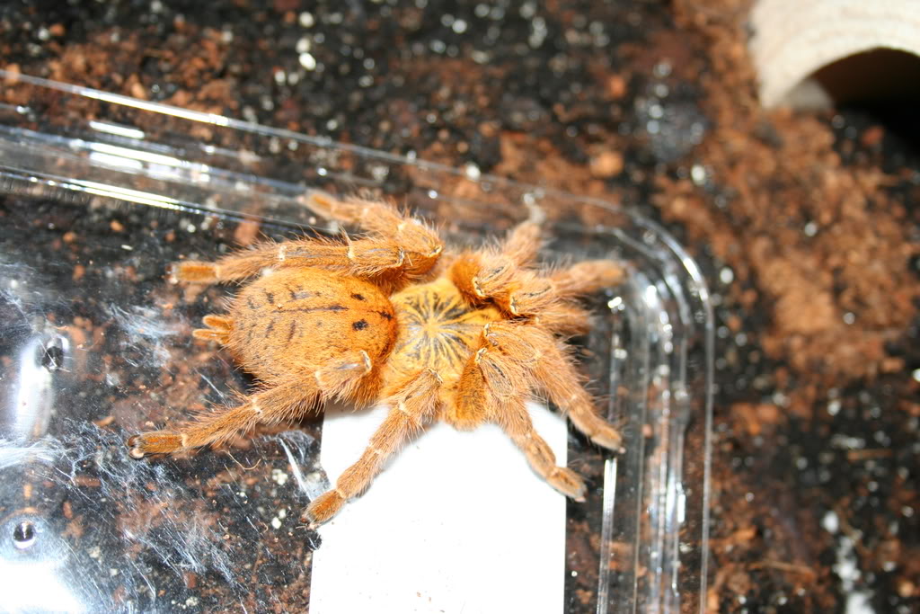 Pterinochilus Murinus 003-5