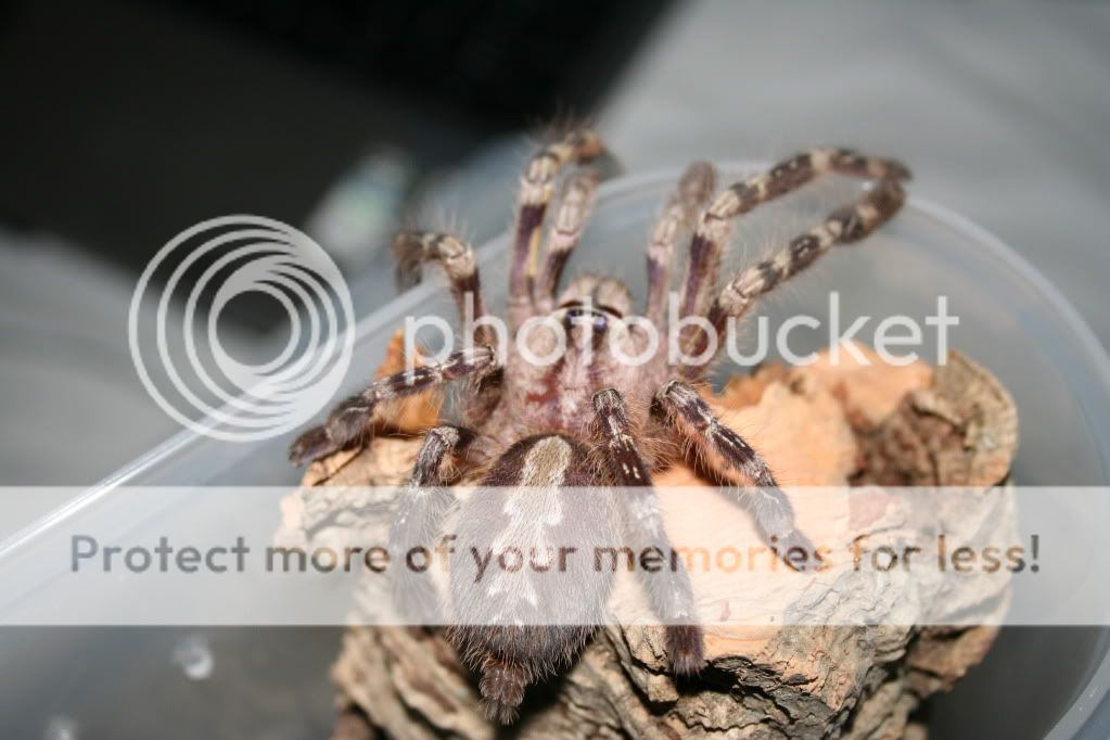 Some Pics Of My SA/F Poecilotheria Fasciata 010-2