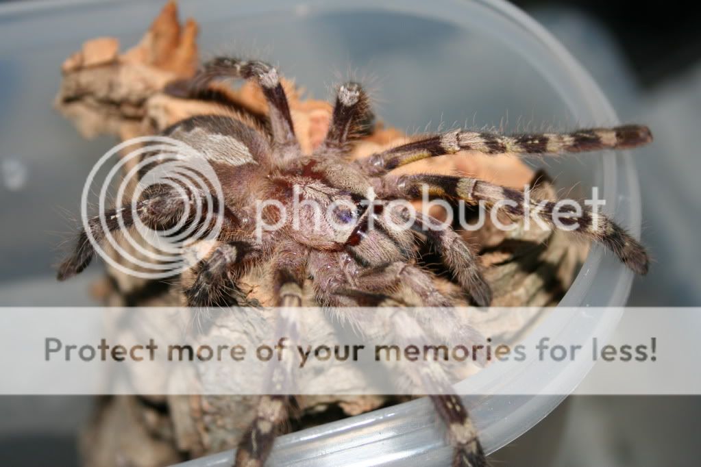 Freshly Moulted Sub Adult Female Fasciata 012-1