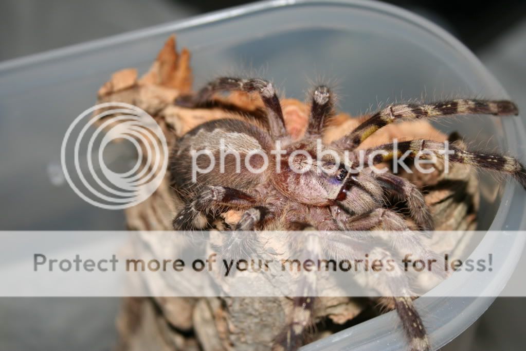 Some Pics Of My SA/F Poecilotheria Fasciata 013-1