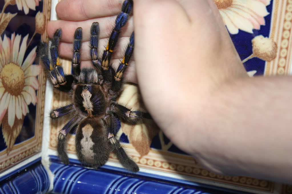 My new Poecilotheria Metallica AF MetallicaFemale004