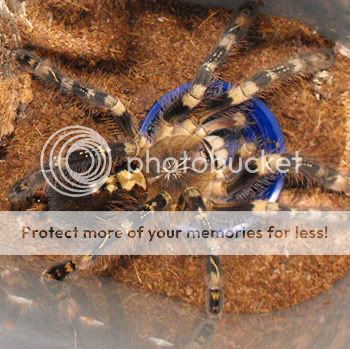 New Poecilotheria Subfusca PSubfuscamatedaf