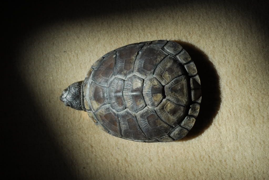 /Aide\Tortue aquatique d'Afrique, problème de carapace DSC_5130