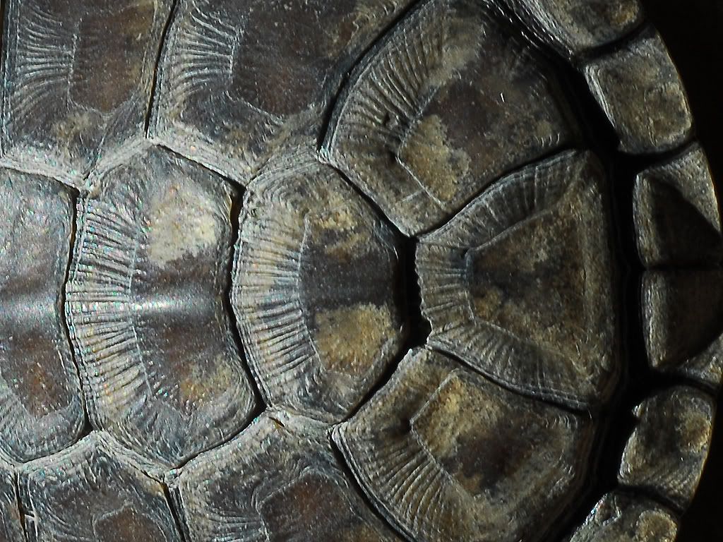 /Aide\Tortue aquatique d'Afrique, problème de carapace Probleme