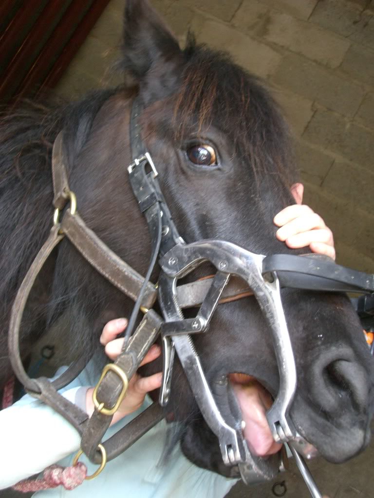 Dentiste équin socontesse. CIMG8591