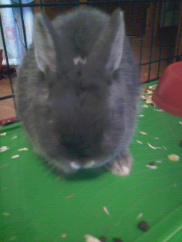 Disapproving rabbits GrumpylicklePhsycoBunny