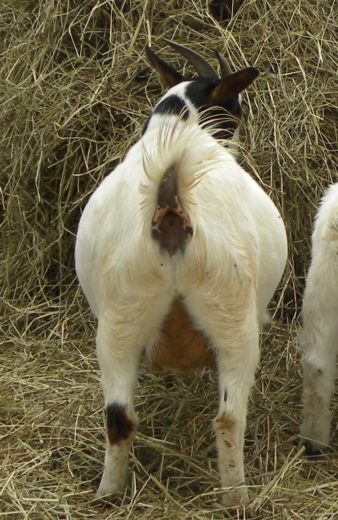 Boer/Nigerian Dwarf or "Mini Boer" DSCN3575