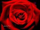 •.♥°•. قلوب بألوان الورود .•°♥.•° Rose20dark