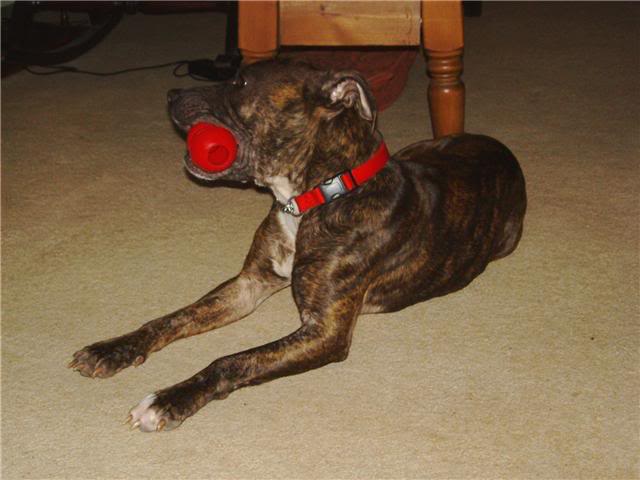 Darling Dotty. Young staffy X whippet(?) Dottie28Mar4