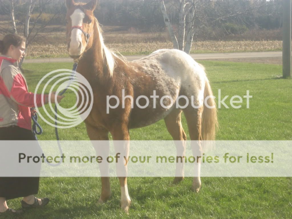 Mojo n Molly! Pictures HOrses028