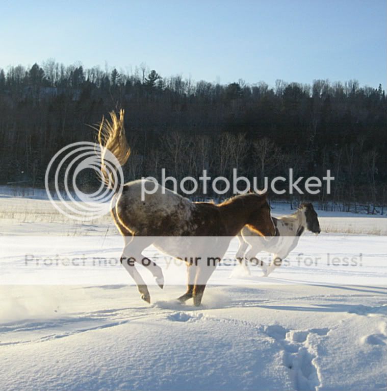 OK Ladies Time to Vote for March Photo. Horses008-1-1