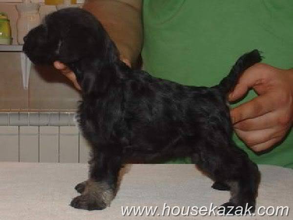 House Kazak Black and Silver puppies A2litterfemale2