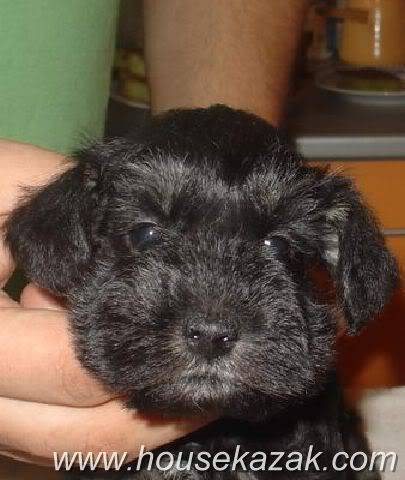 House Kazak Black and Silver puppies A2litterfemalefront