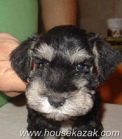 House Kazak Black and Silver puppies A2littermale1head