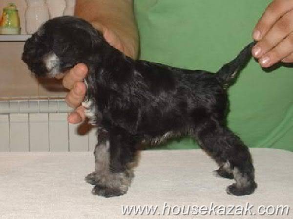 House Kazak Black and Silver puppies A2littermale21