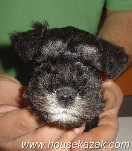 House Kazak Black and Silver puppies A2littermale2head