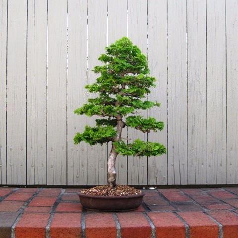 hinoki cypress 10 inch trunk 48 inches tall, to big for bonsai? 3Hinokicypress